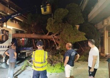 Πτώση δέντρου στο Χαλάνδρι - Παρέμβαση του Δήμου
