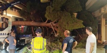 Πτώση δέντρου στο Χαλάνδρι - Παρέμβαση του Δήμου