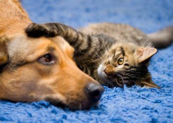 «Ελεγχόμενα» τα αδέσποτα στα Βριλήσσια