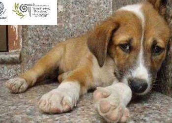 Ομιλία για το περιβάλλον & την προστασία των ζώων