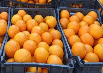 9η διανομή φρούτων