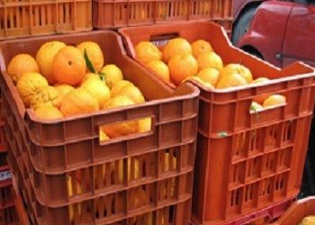 Διανομή πορτοκαλιών την Πέμπτη 31 Μαρτίου