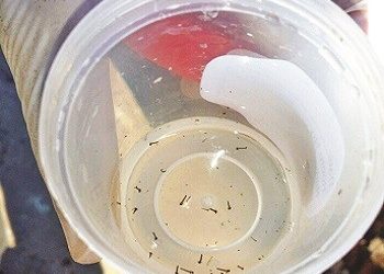 Εστία κουνουπιών οι «λίμνες» του Ολυμπιακού Σταδίου!