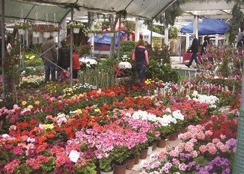 Χαμογέλα, ήρθε η 62η Ανθοκομική Έκθεση Κηφισιάς