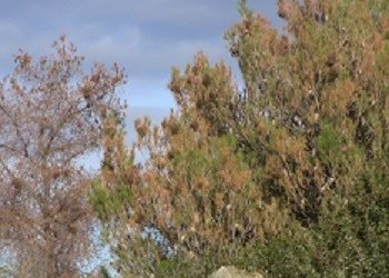 Εργασίες πυροπροστασίας και συντήρησης λόφου Τσακού