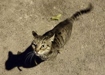 Πρόγραμμα στειρώσεων αδέσποτων γατών στον Δήμο