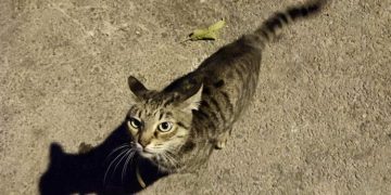 Πρόγραμμα στειρώσεων αδέσποτων γατών στον Δήμο