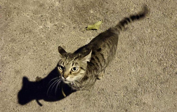 Πρόγραμμα στειρώσεων αδέσποτων γατών στον Δήμο