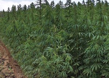 Λάρισα: 35χρονη καλλιεργούσε 101 δενδρύλλια κάνναβης