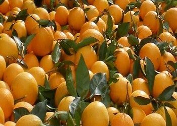 Διανομή πορτοκαλιών