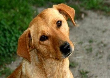 Ποντικοφάρμακο για αδέσποτα έξω από το ΙΚΑ Χαλανδρίου!