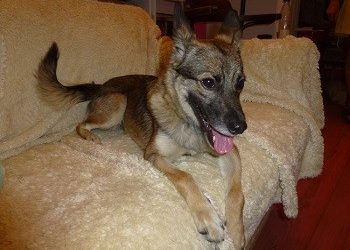 Γλυκιά μουσουδίτσα ψάχνει σπίτι