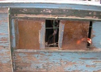 Σκυλί σε κλουβί!