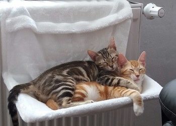 Η ΑΜΑΡΥΣΙΑ σώζει αδέσποτα!