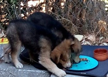 Πέταξαν κουτάβια στα σκουπίδια!