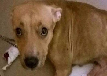 Οργή και θυμός! Πέταξαν σκυλί από τον τρίτο όροφο στην Αθήνα