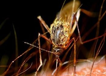 «Να παραιτηθεί ο Ι. Μπασκόζος που εξέθεσε τη χώρα στον κίνδυνο της ελονοσίας»