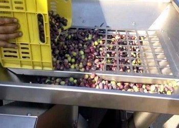 Τραγωδία σε ελαιοτριβείο στον Αλμυρό | Nεκροί από αναθυμιάσεις