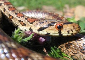 Ζωντανά ερπετά και αμφίβια στο Μουσείο Γουλανδρή