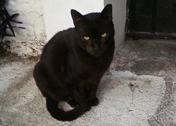 Ο Φαίδωνας σώθηκε!