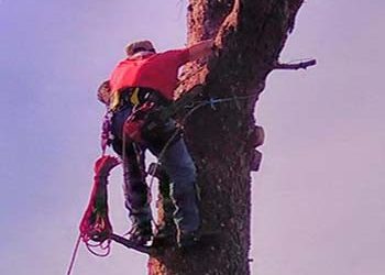 Ξεκίνησε το κλάδεμα ψηλών δέντρων