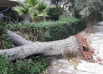 Περισυλλογή δέντρων λόγω κακοκαιρίας
