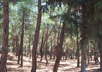 Ούριος άνεμος… στο Δάσος Μορέλλα