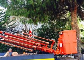 Κλάδεμα ψηλοκόρμων δένδρων