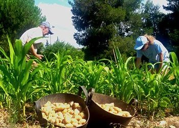 Οι Αγρόσχολοι Βριλησσού φυτεύουν πατάτες