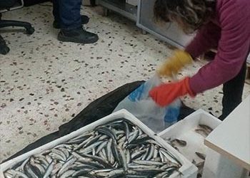 11η διανομή φρέσκων ψαριών από το Κοινωνικό Παντοπωλείο