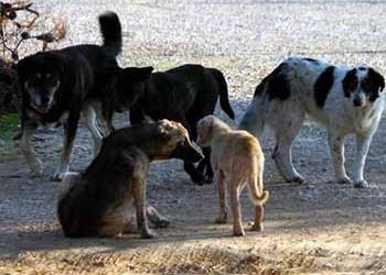 Απολογισμός 2,5 χρόνων στην πολιτική προστασία και τα αδέσποτα ζώα