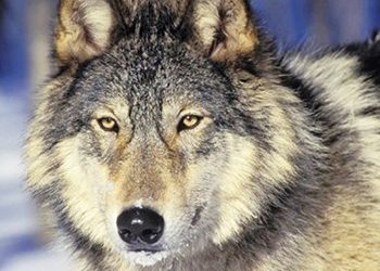 Ένας λύκος στο σαλόνι µας;