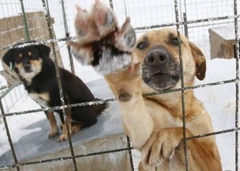 Γ. Σταθόπουλος: «Να εξαλειφθεί η εγκατάλειψη και η βία  απέναντι στα ζώα»