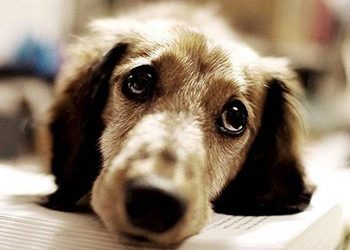 4 Απριλίου: Παγκόσμια Ημέρα Αδέσποτων ζώων