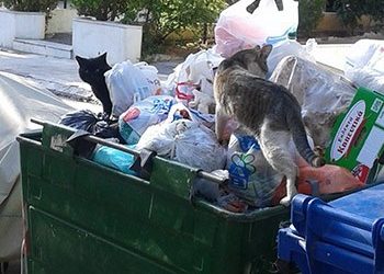 «Δήμαρχε, τρία χρόνια θέλετε για να βάλετε καπάκια στους κάδους;»