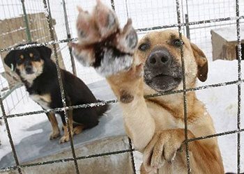 Συνάντηση Πατούλη - Τσιρώνη για τα αδέσποτα ζώα