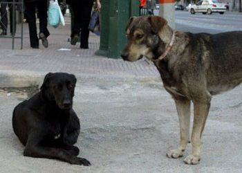 Δοχεία νερού για τα αδέσποτα σε 35 σημεία της Αθήνας