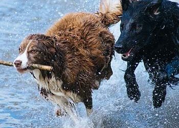 Ένας Εκτονωμένος Σκύλος Είναι Ένας Καλός Σκύλος