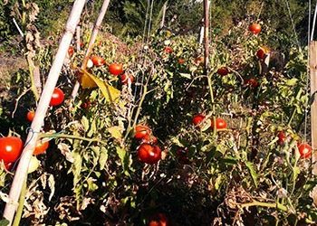 Πρόσκληση για τον Δημοτικό Λαχανόκηπο