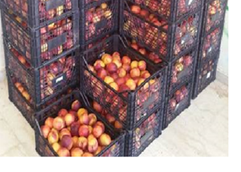 Δωρεάν διανομή νεκταρινιών στα Βριλήσσια