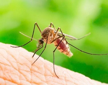 KΕΕΛΠΝΟ: Τρεις θάνατοι από τον ιό του Δυτικού Νείλου