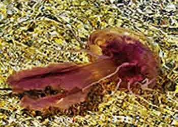 Κορινθιακός: Η επέλαση των μεδουσών