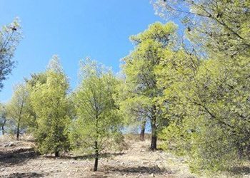 Ενημέρωση και δράσεις - ψεκασμοί για τα πεύκα
