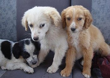 Ενημέρωση για τα αδέσποτα από την κτηνίατρο του Δήμου