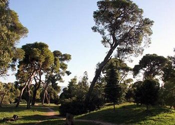 «Ρίζωσε» για τα καλά η κόντρα Δήμου - ΙΓΕ για το δάσος Συγγρού
