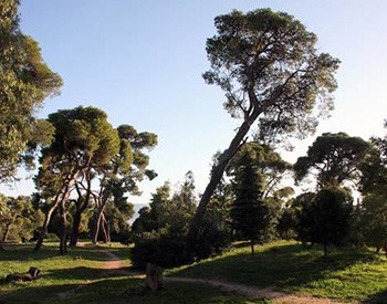 «Ρίζωσε» για τα καλά η κόντρα Δήμου - ΙΓΕ για το δάσος Συγγρού