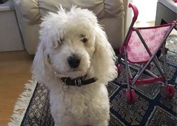 Ο Ρομέο ψάχνει σπίτι