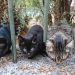 Οι γάτες της Πόπης