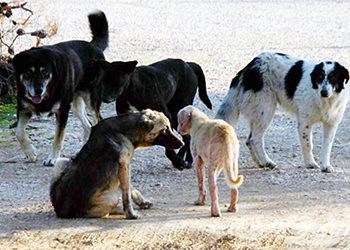 Τροπολογία για τα αδέσποτα: Προκάλεσε θύελλα…