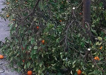 «Οι κάτοικοι ζητούν εξηγήσεις για τις Νερατζιές»